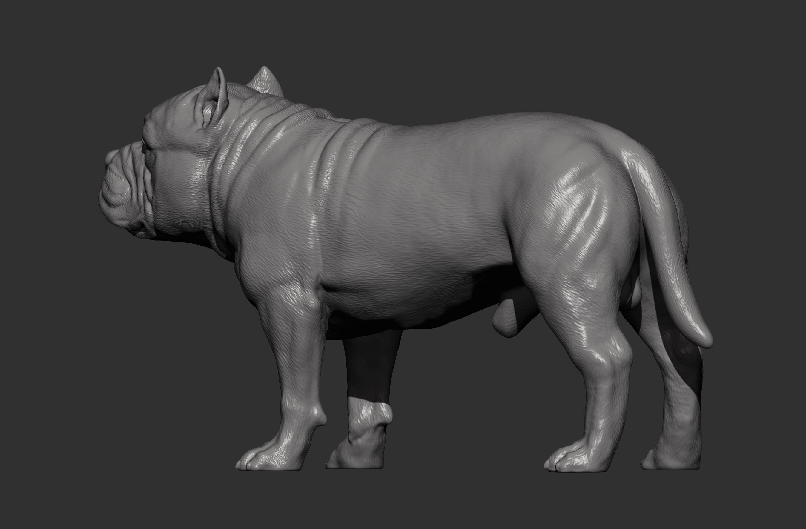 American Bully standing 3D print model_7