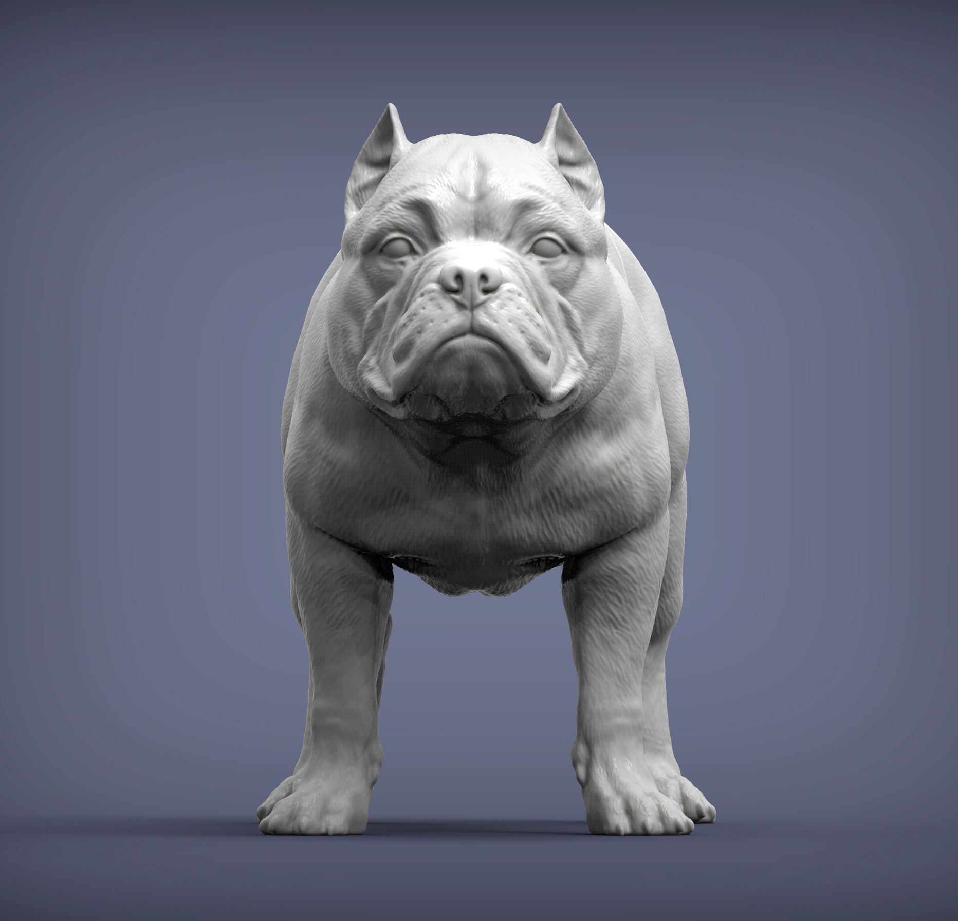 American Bully standing 3D print model_6