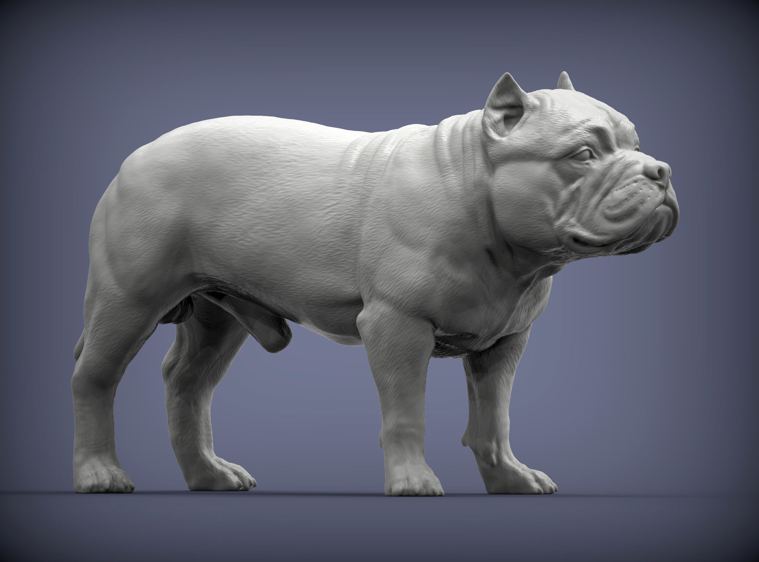 American Bully standing 3D print model_2