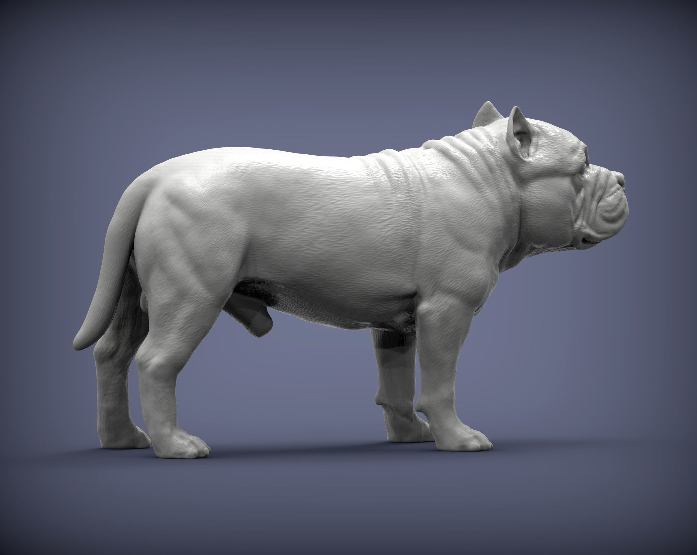 American Bully standing 3D print model_4