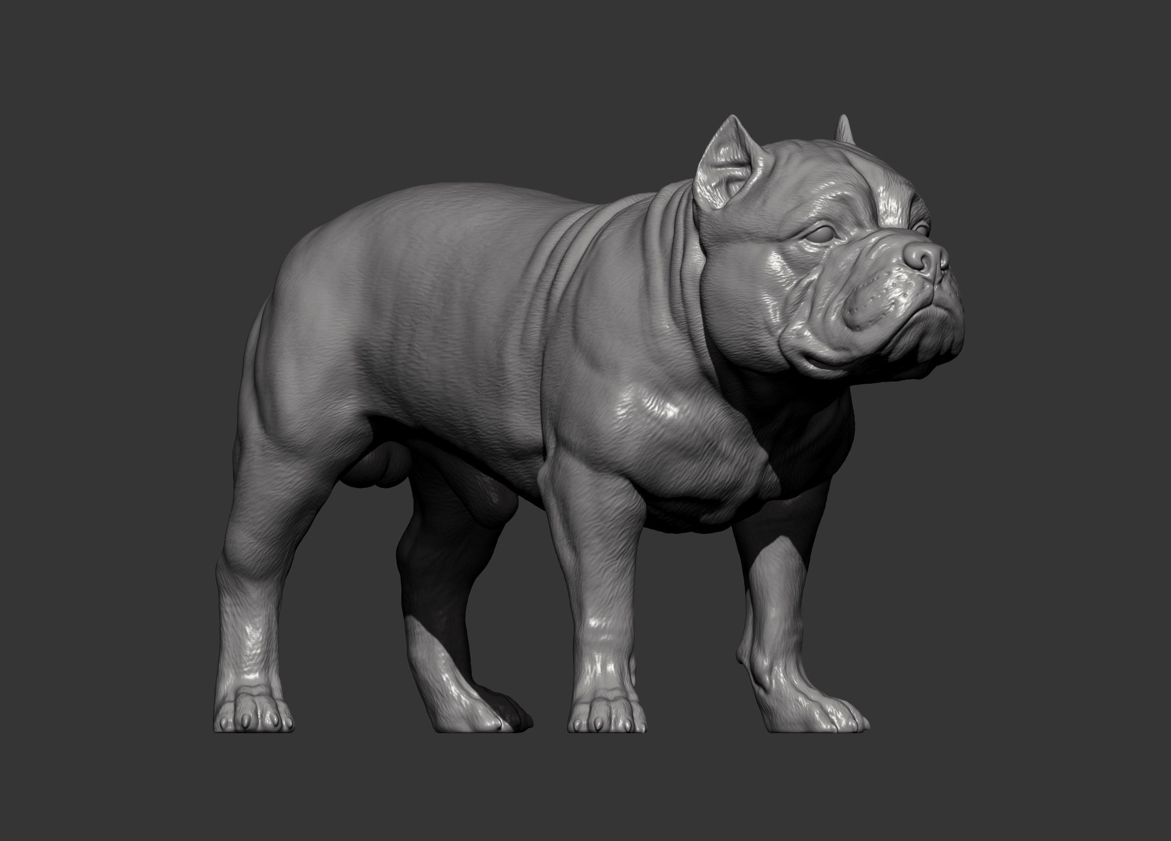 American Bully standing 3D print model_11