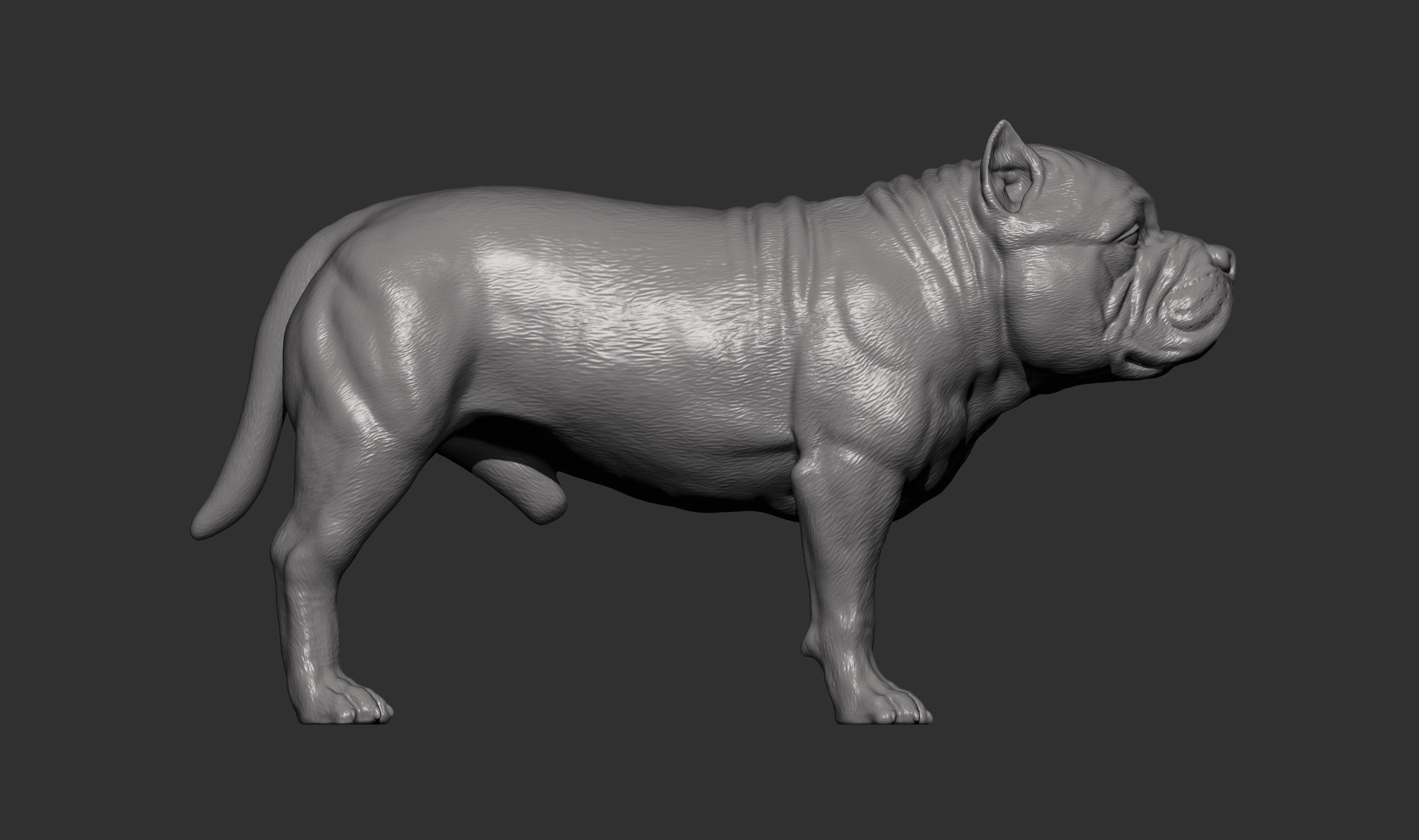 American Bully standing 3D print model_10