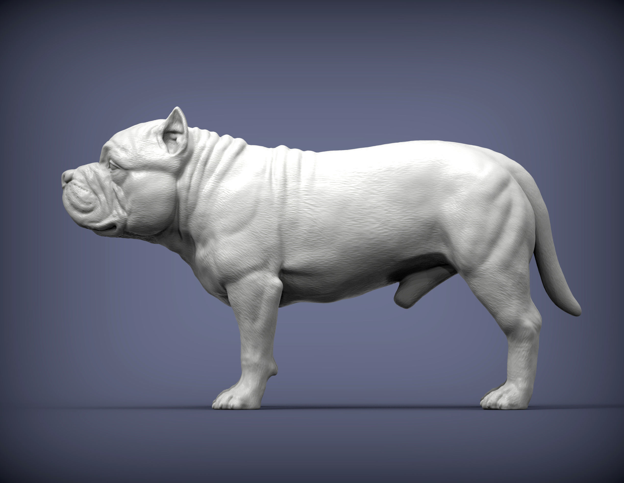 American Bully standing 3D print model_5