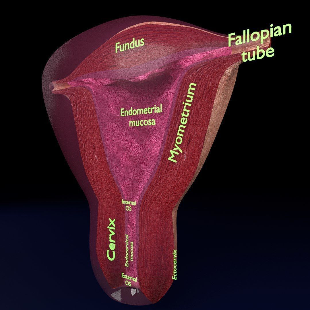 Uterus cut open bisected labelled detail Low-poly 3D model_5