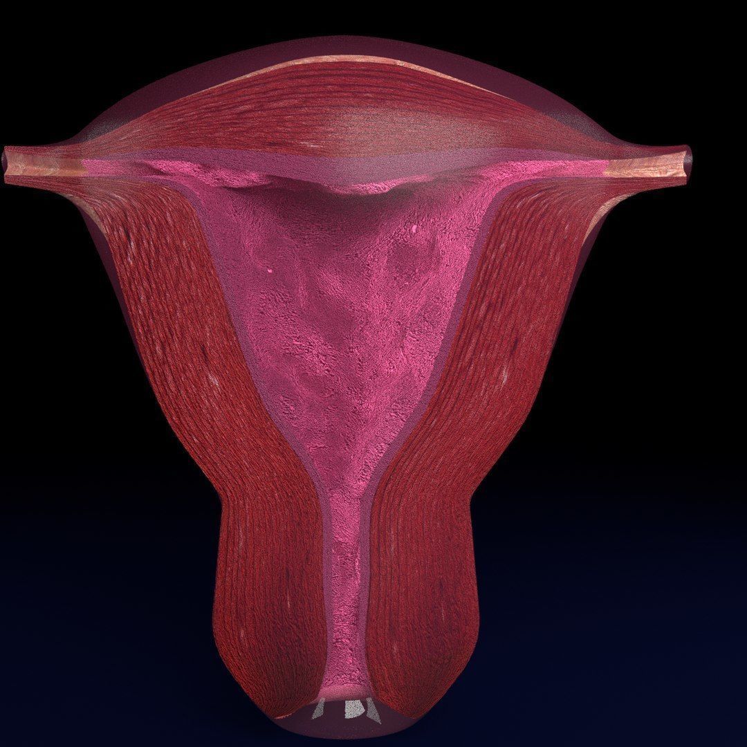 Uterus cut open bisected labelled detail Low-poly 3D model_4