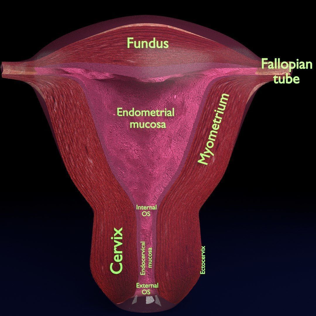 Uterus cut open bisected labelled detail Low-poly 3D model_3