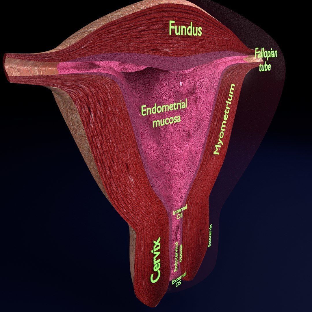 Uterus cut open bisected labelled detail Low-poly 3D model_7