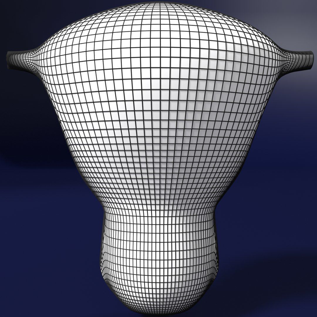 Uterus cut open bisected labelled detail Low-poly 3D model_14