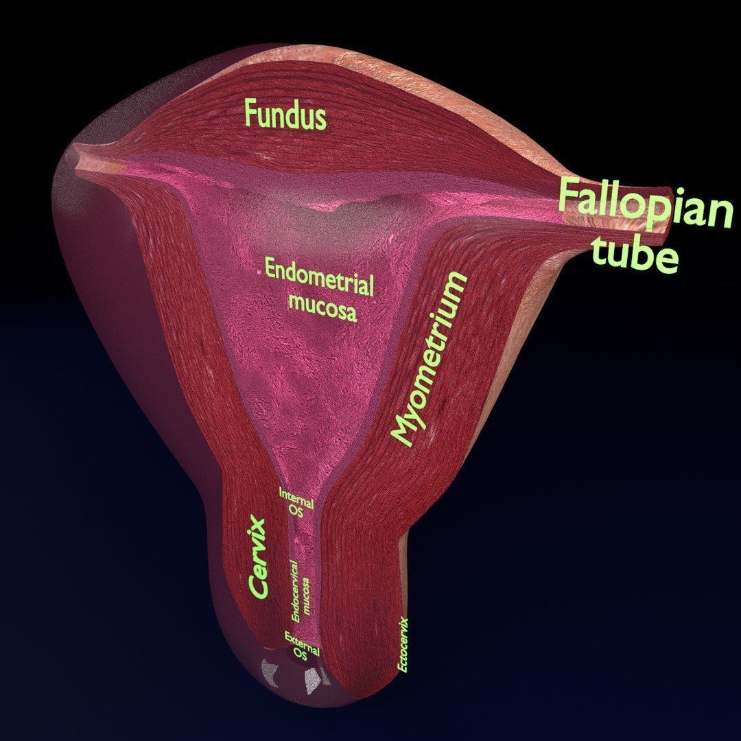 Uterus cut open bisected labelled detail Low-poly 3D model_6