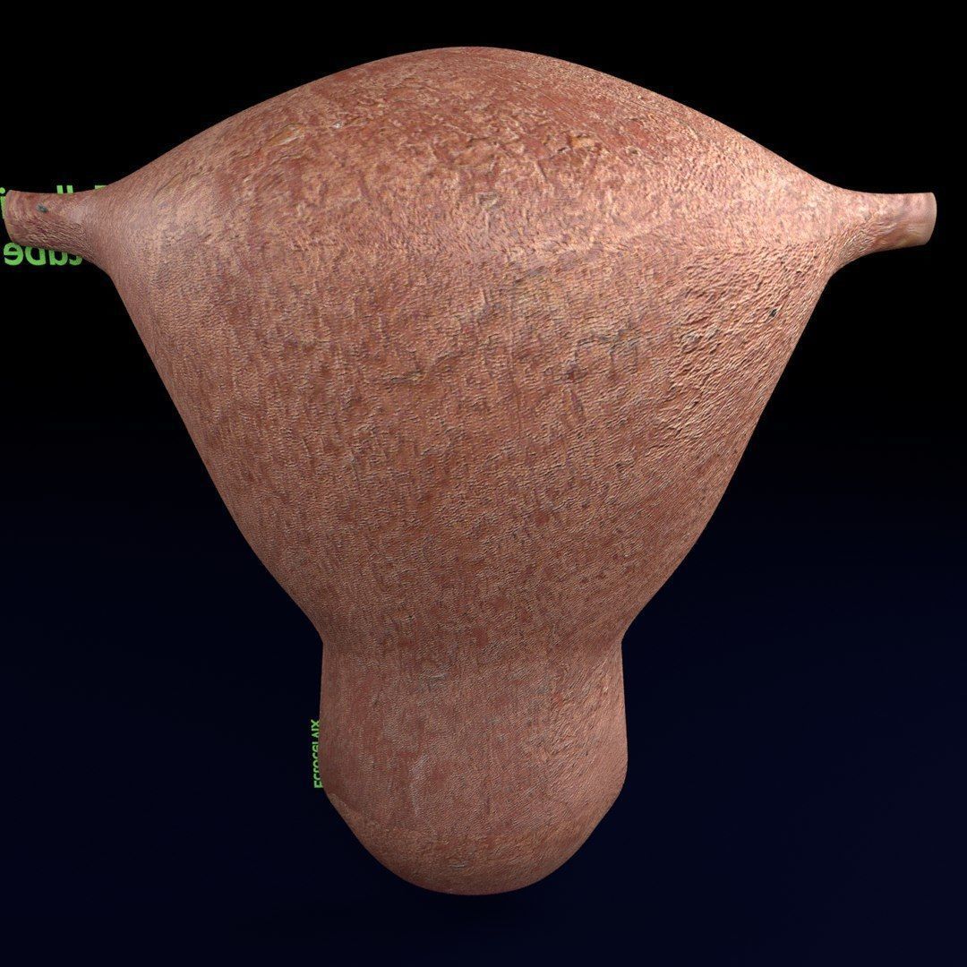 Uterus cut open bisected labelled detail Low-poly 3D model_9