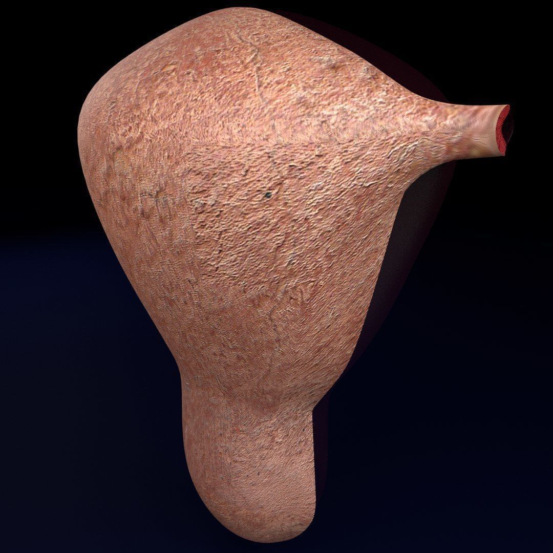 Uterus cut open bisected labelled detail Low-poly 3D model_8