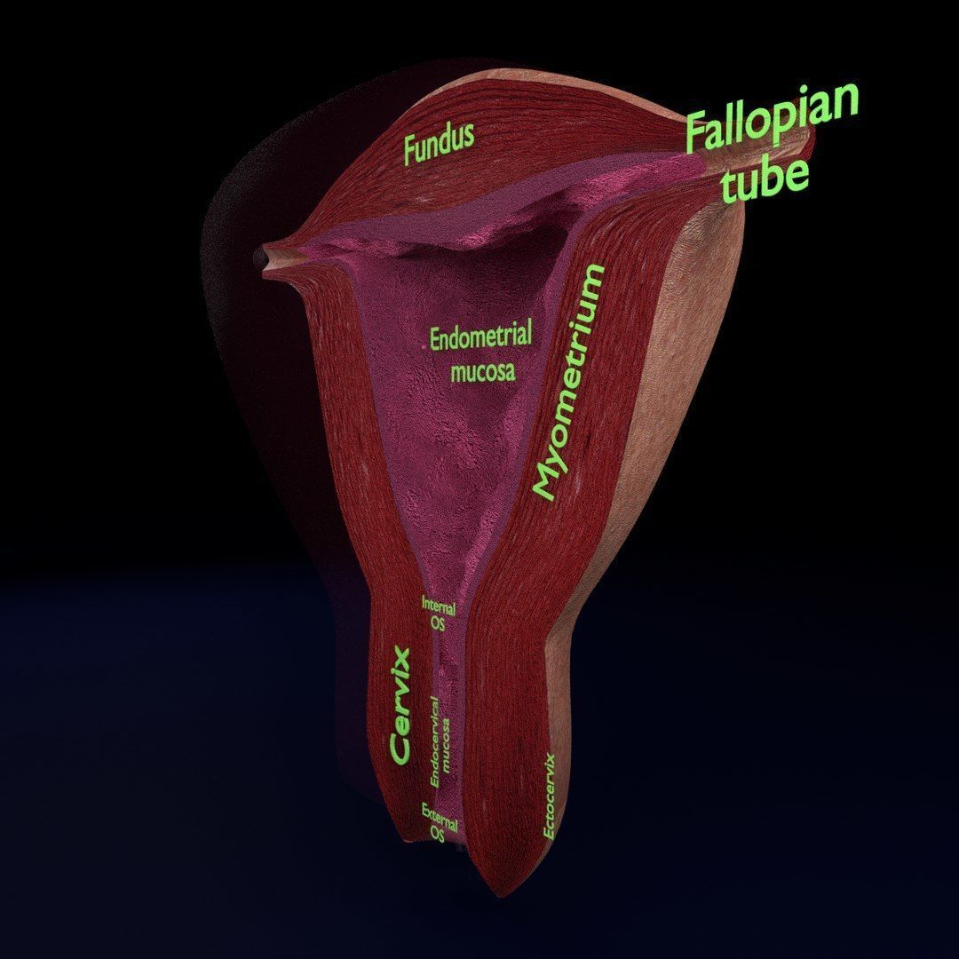 Uterus cut open bisected labelled detail Low-poly 3D model_10