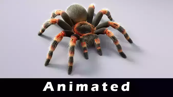 Tarantula Low-poly 3D model