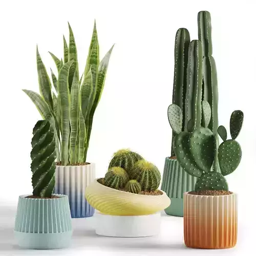 Indoor Plant Set 02 Cactus