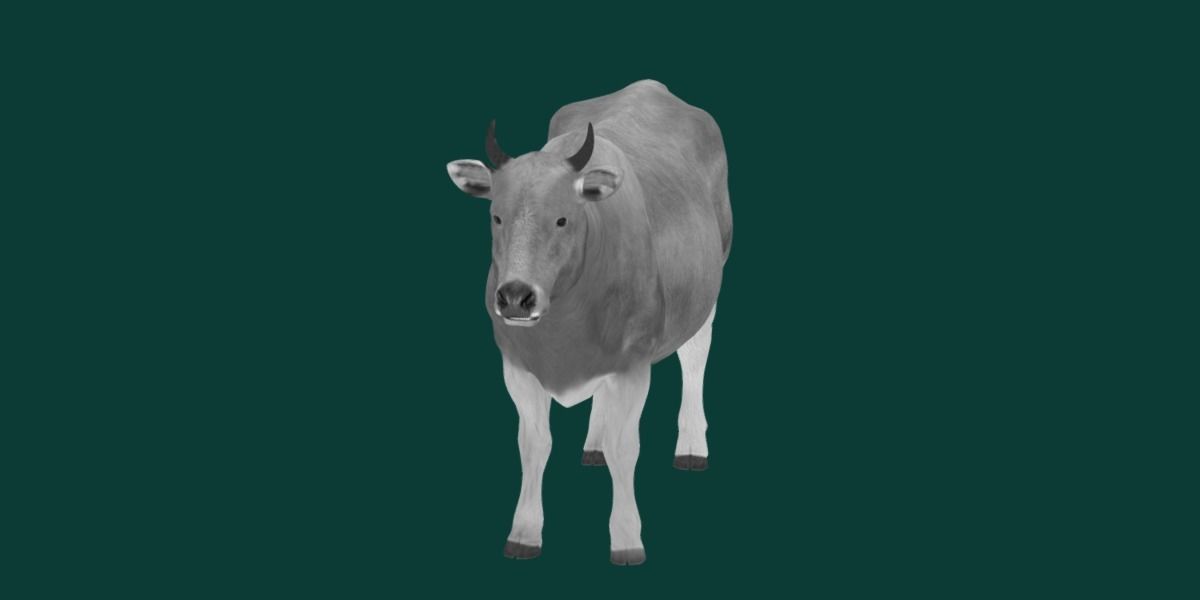 Javan Banteng Cattle 3D model_19