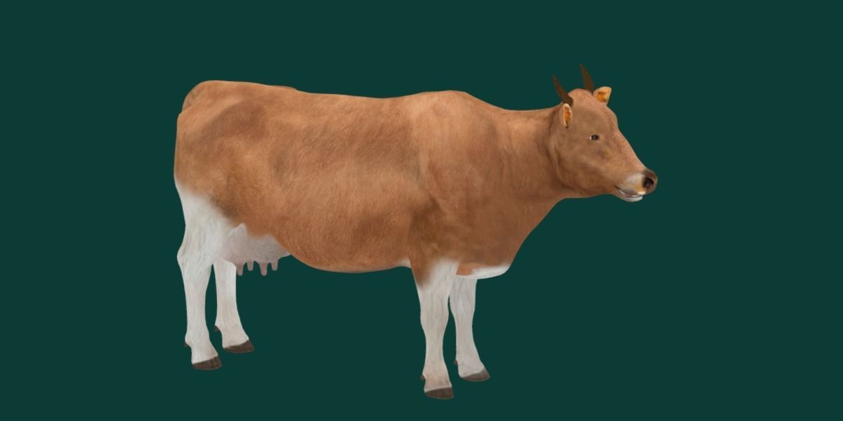 Javan Banteng Cattle 3D model_18