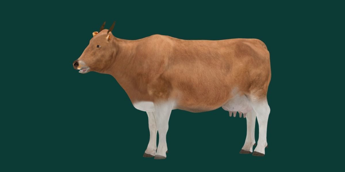Javan Banteng Cattle 3D model_14
