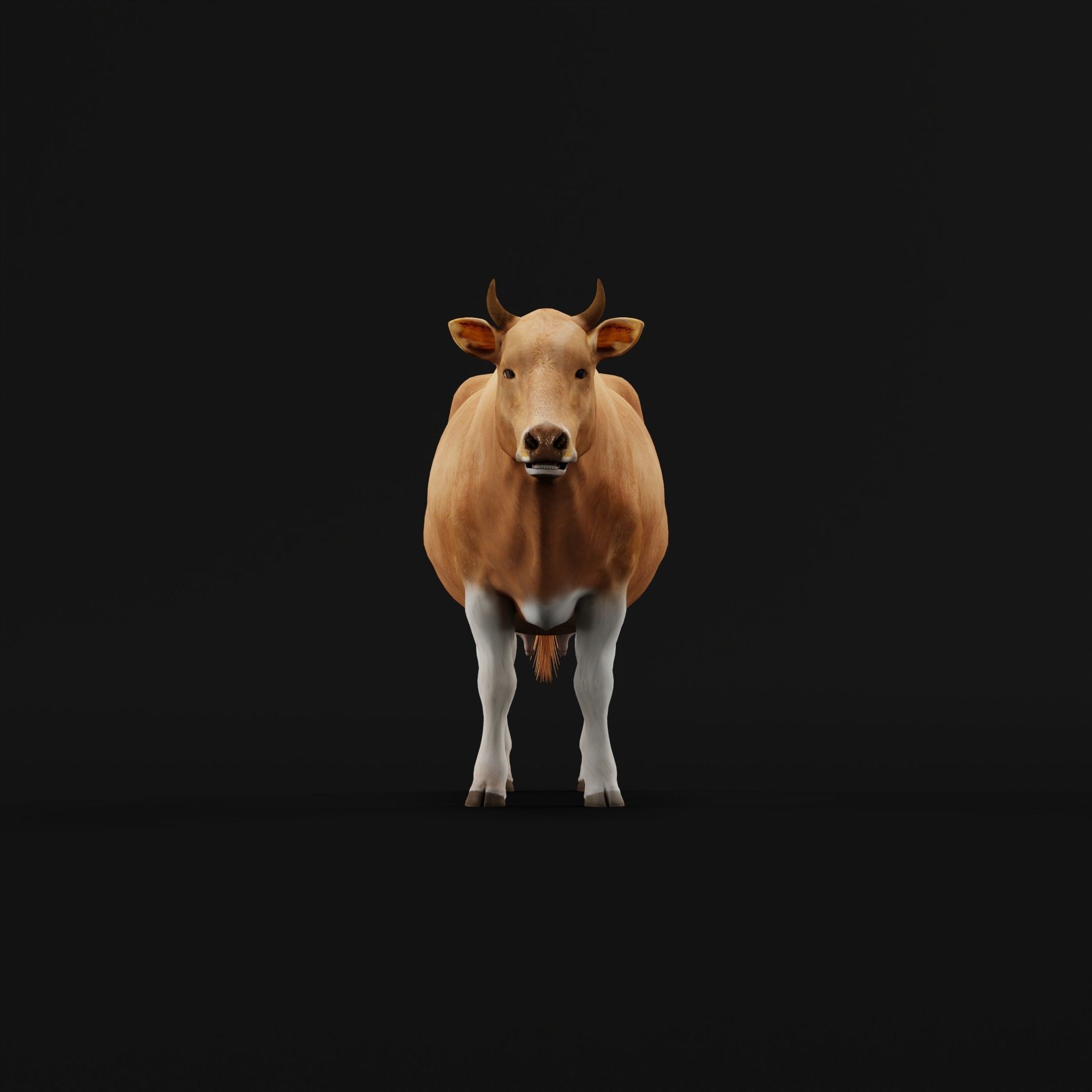 Javan Banteng Cattle 3D model_3