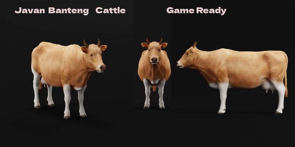 Javan Banteng Cattle 3D model_2