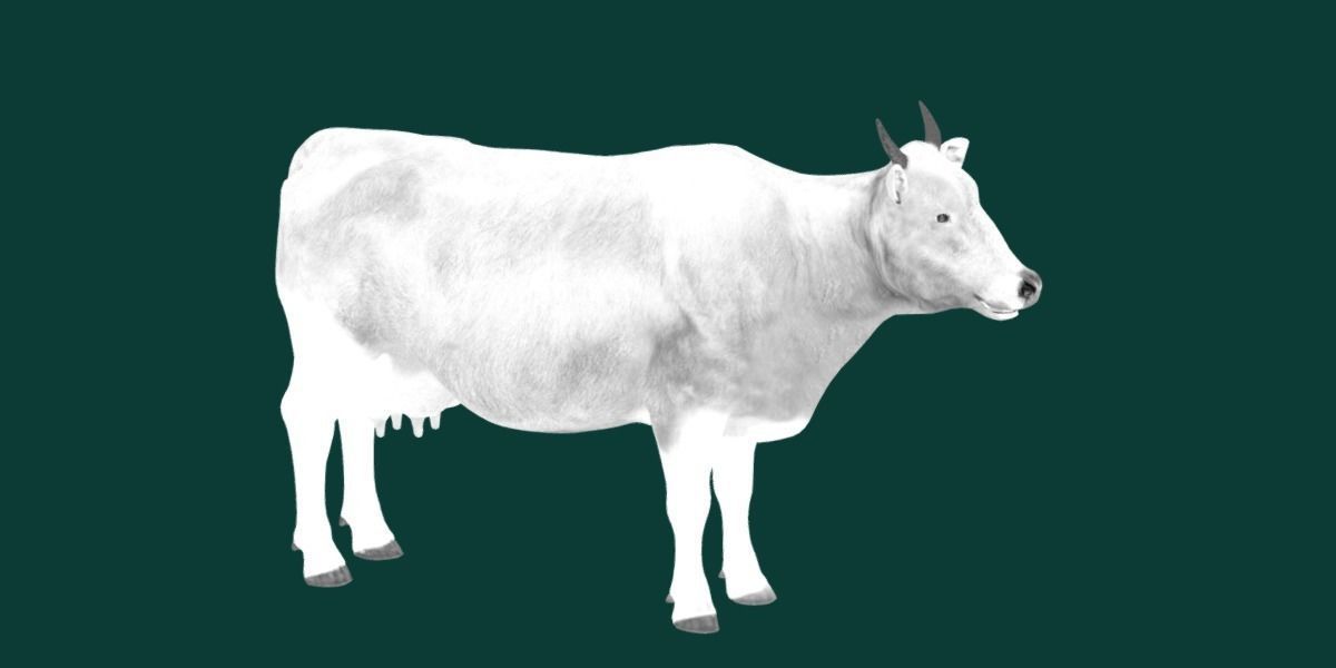 Javan Banteng Cattle 3D model_17