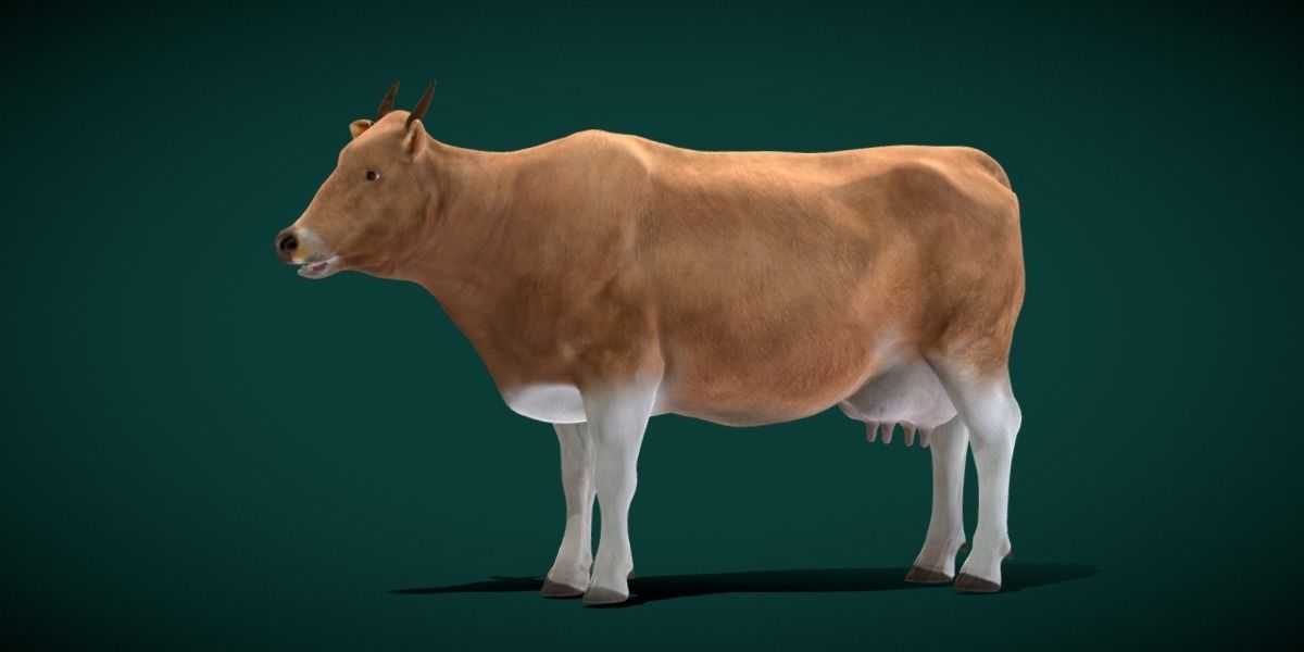 Javan Banteng Cattle 3D model_21
