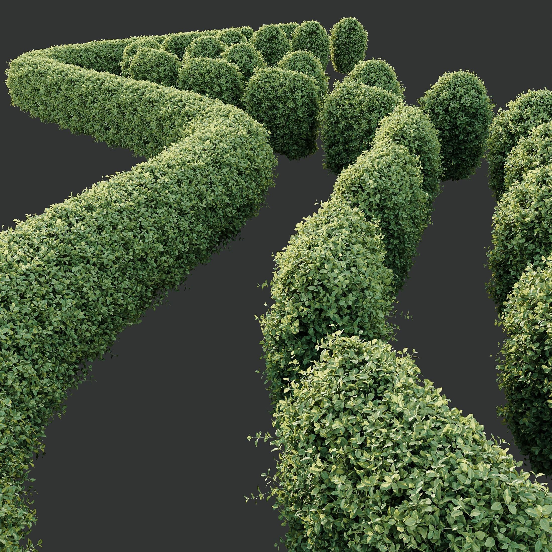 HQ Plants Ligustrum Ovalifolium Argenteum Aureum Hedge 3D model_1