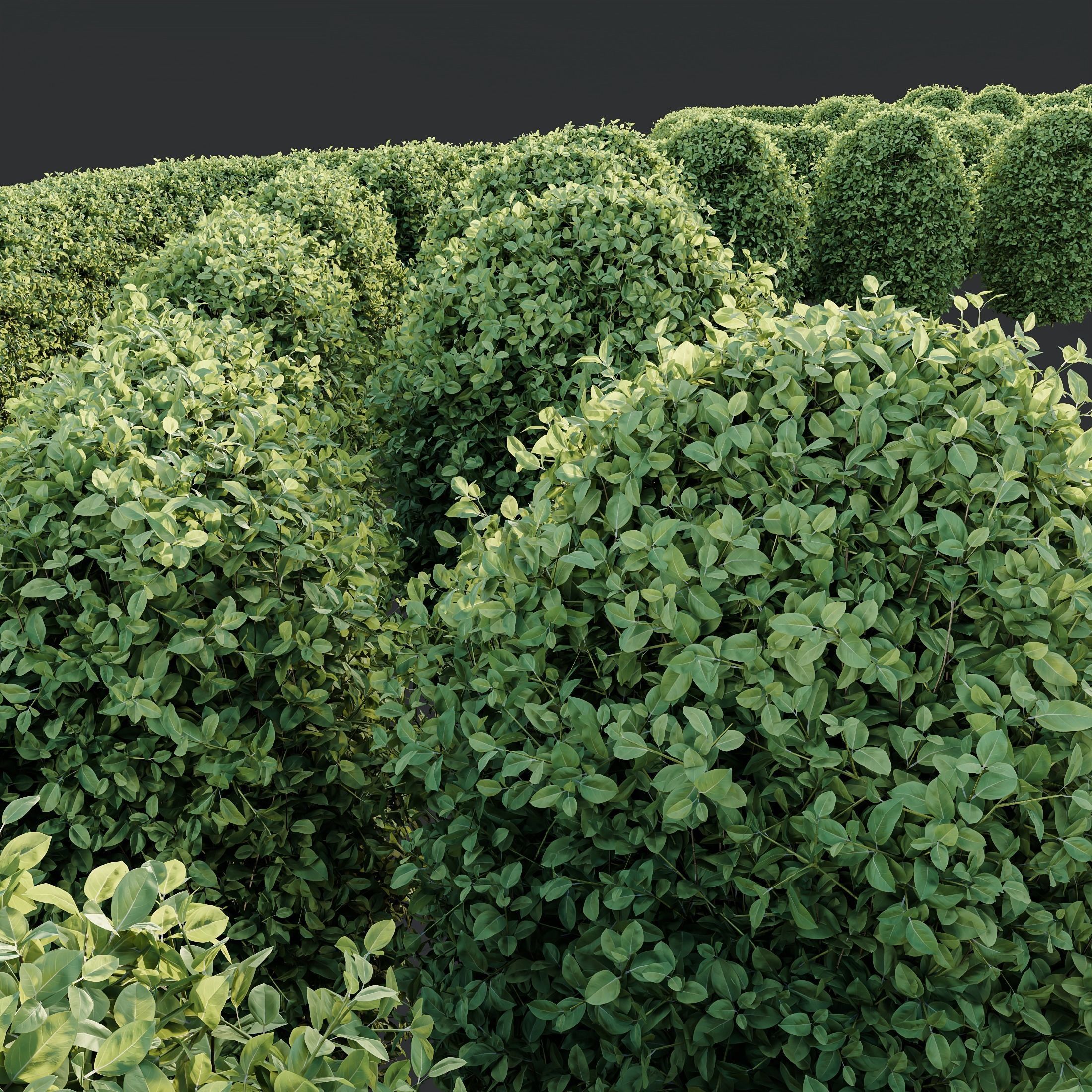 HQ Plants Ligustrum Ovalifolium Argenteum Aureum Hedge 3D model_2