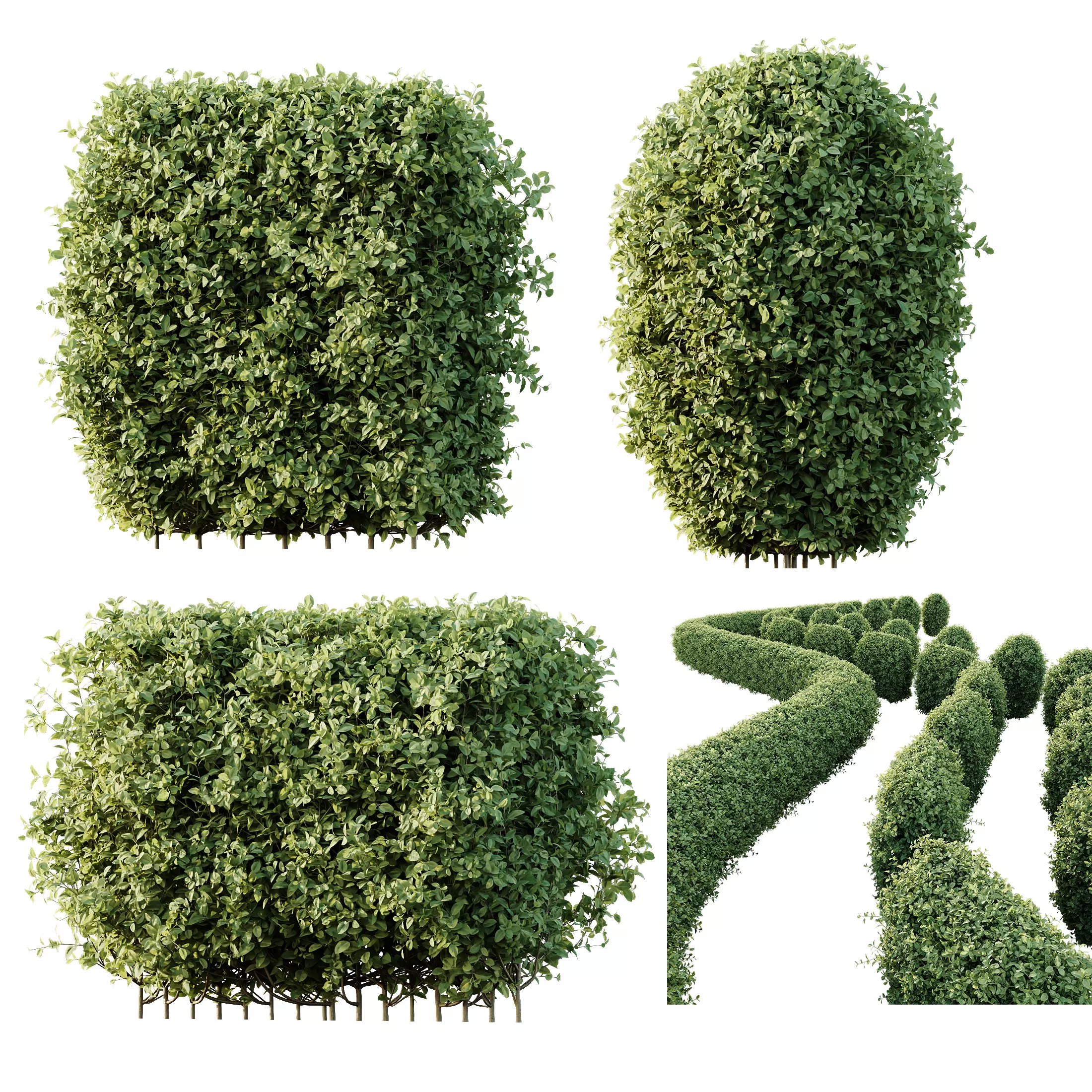 HQ Plants Ligustrum Ovalifolium Argenteum Aureum Hedge 3D model_0