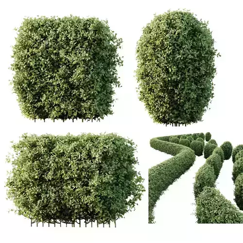 HQ Plants Ligustrum Ovalifolium Argenteum Aureum Hedge 3D model