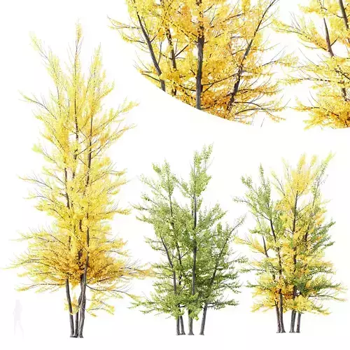 Acer X freemanii Freeman Maple Sapindaceae Autumn Blaze Set03 3D model