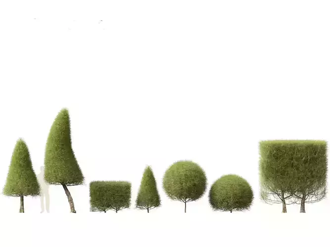 Casuarina equisetifolia - Australian pine tree 3D model
