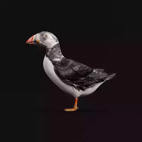 Atlantic Puffin Seabird