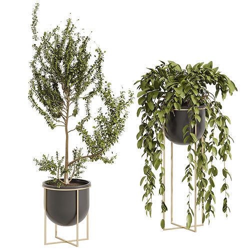Indoor Plant 002 3D model