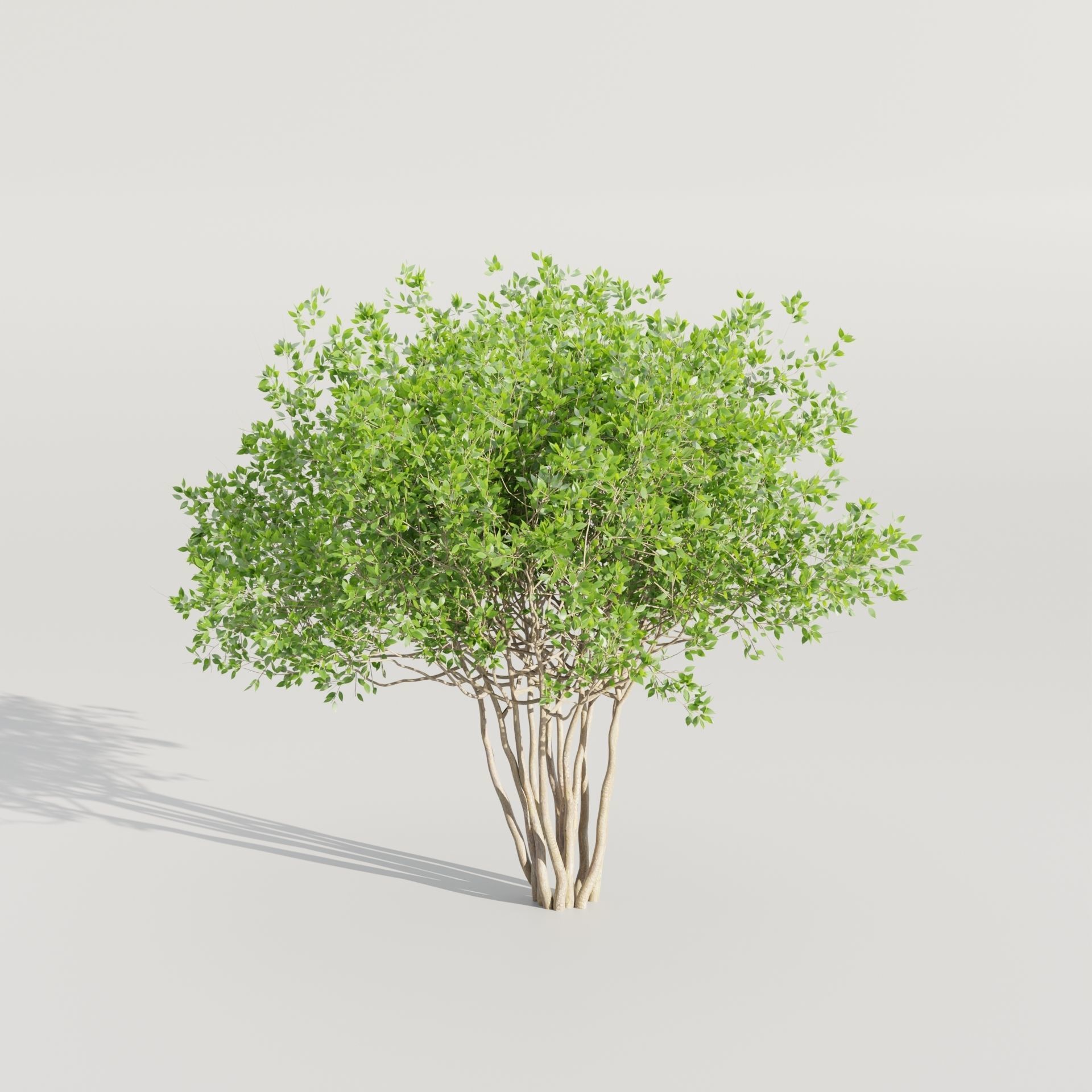 55 Bushes Collection-Blender-3DModel _52