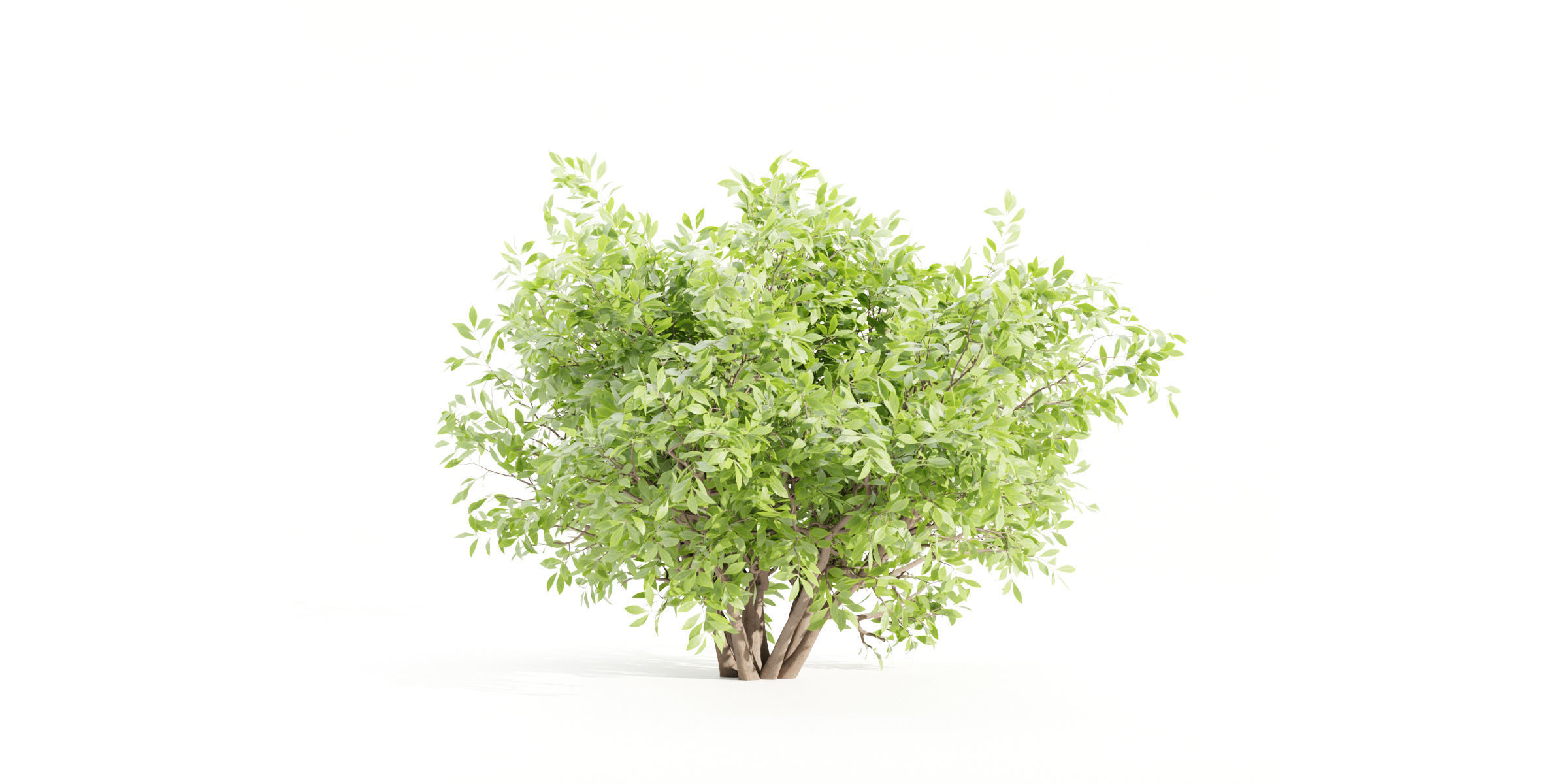 55 Bushes Collection-Blender-3DModel _33