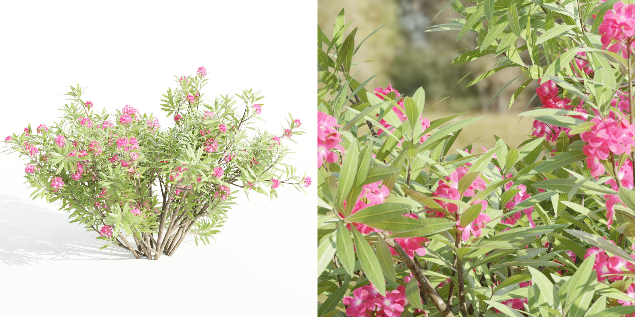 55 Bushes Collection-Blender-3DModel _18