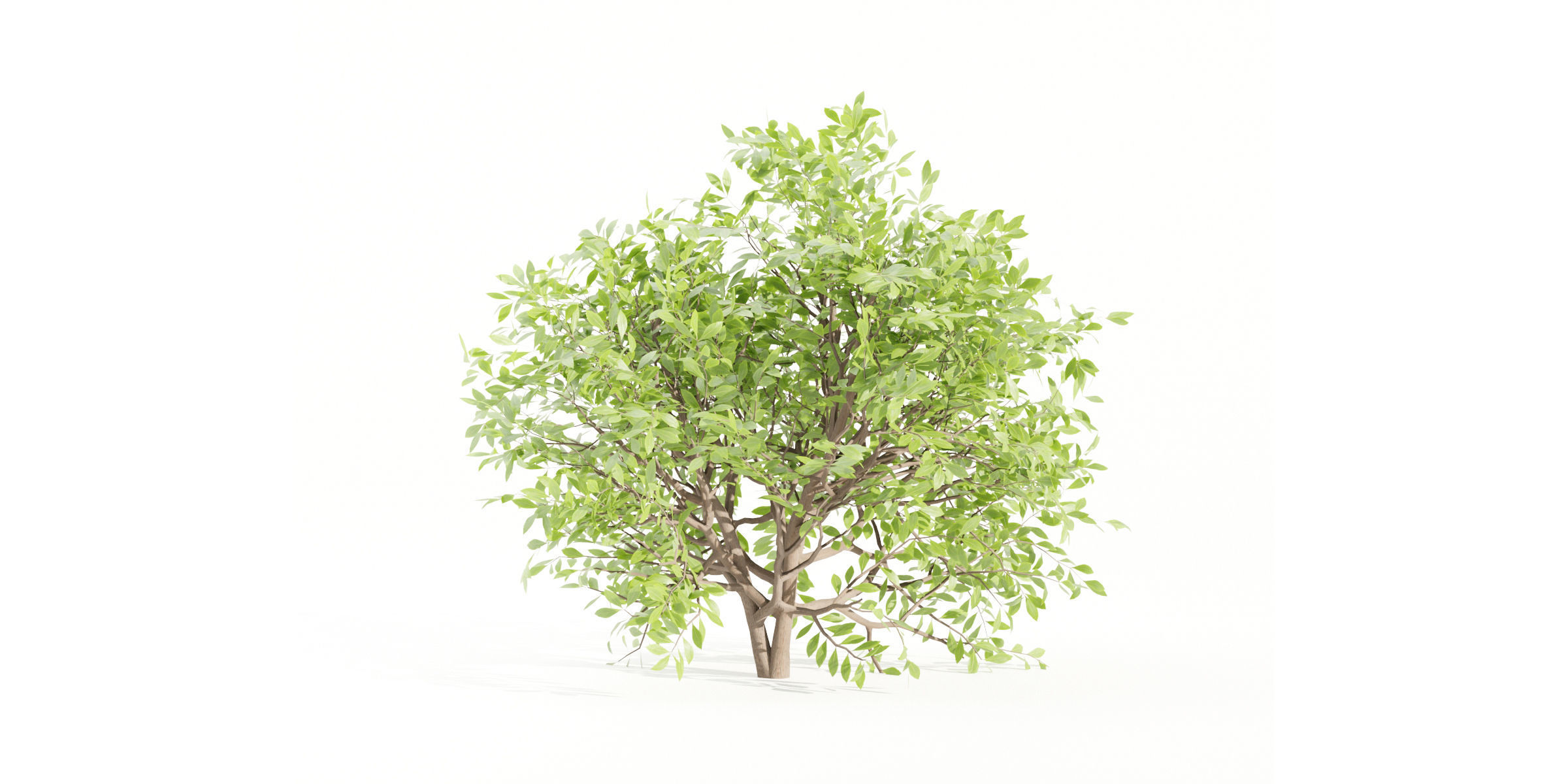 55 Bushes Collection-Blender-3DModel _31