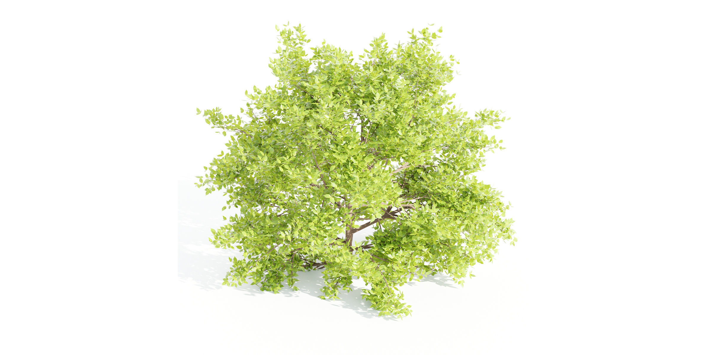 55 Bushes Collection-Blender-3DModel _79