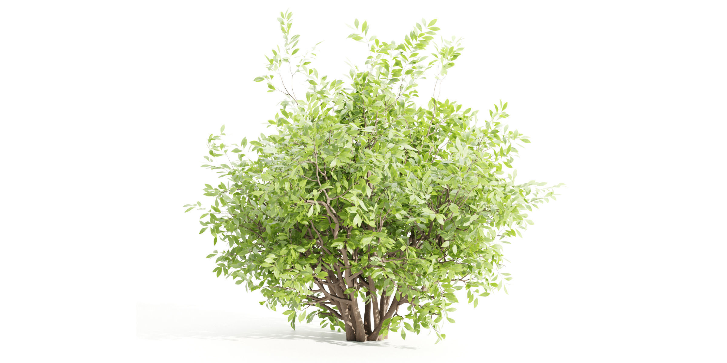 55 Bushes Collection-Blender-3DModel _32