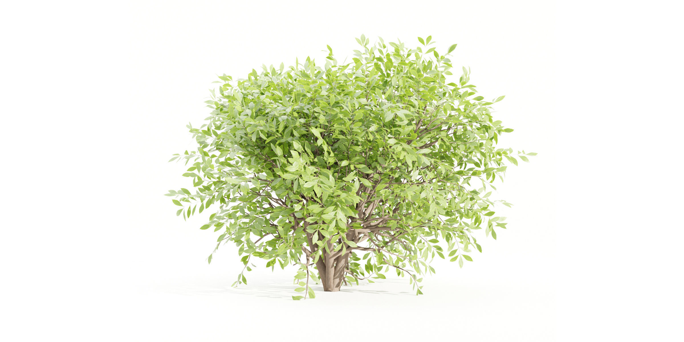 55 Bushes Collection-Blender-3DModel _35