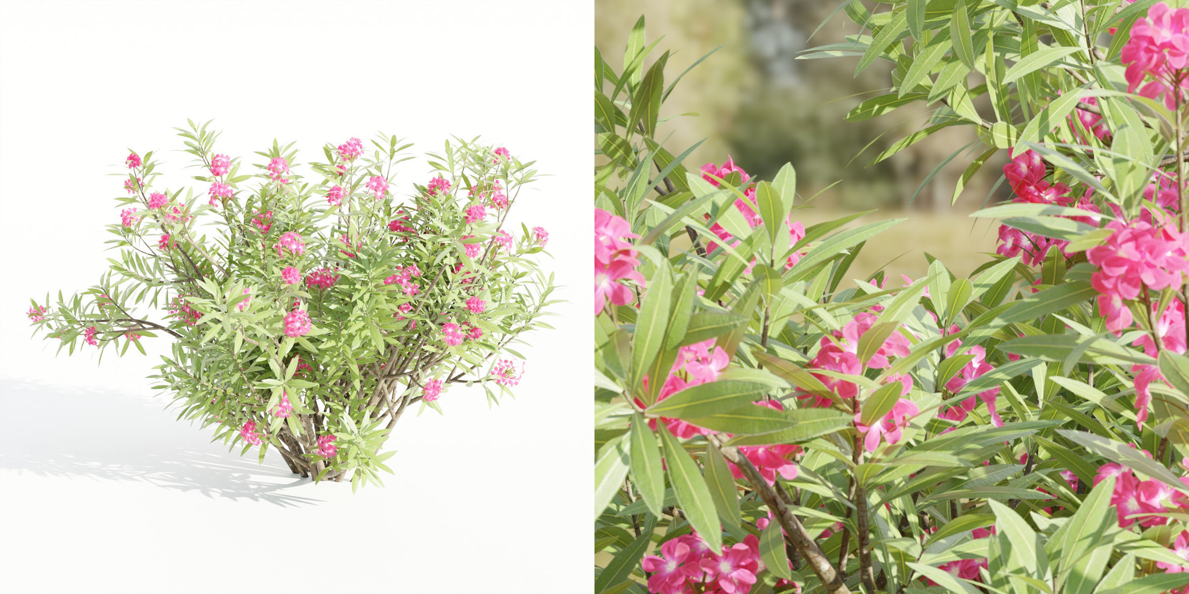 55 Bushes Collection-Blender-3DModel _17