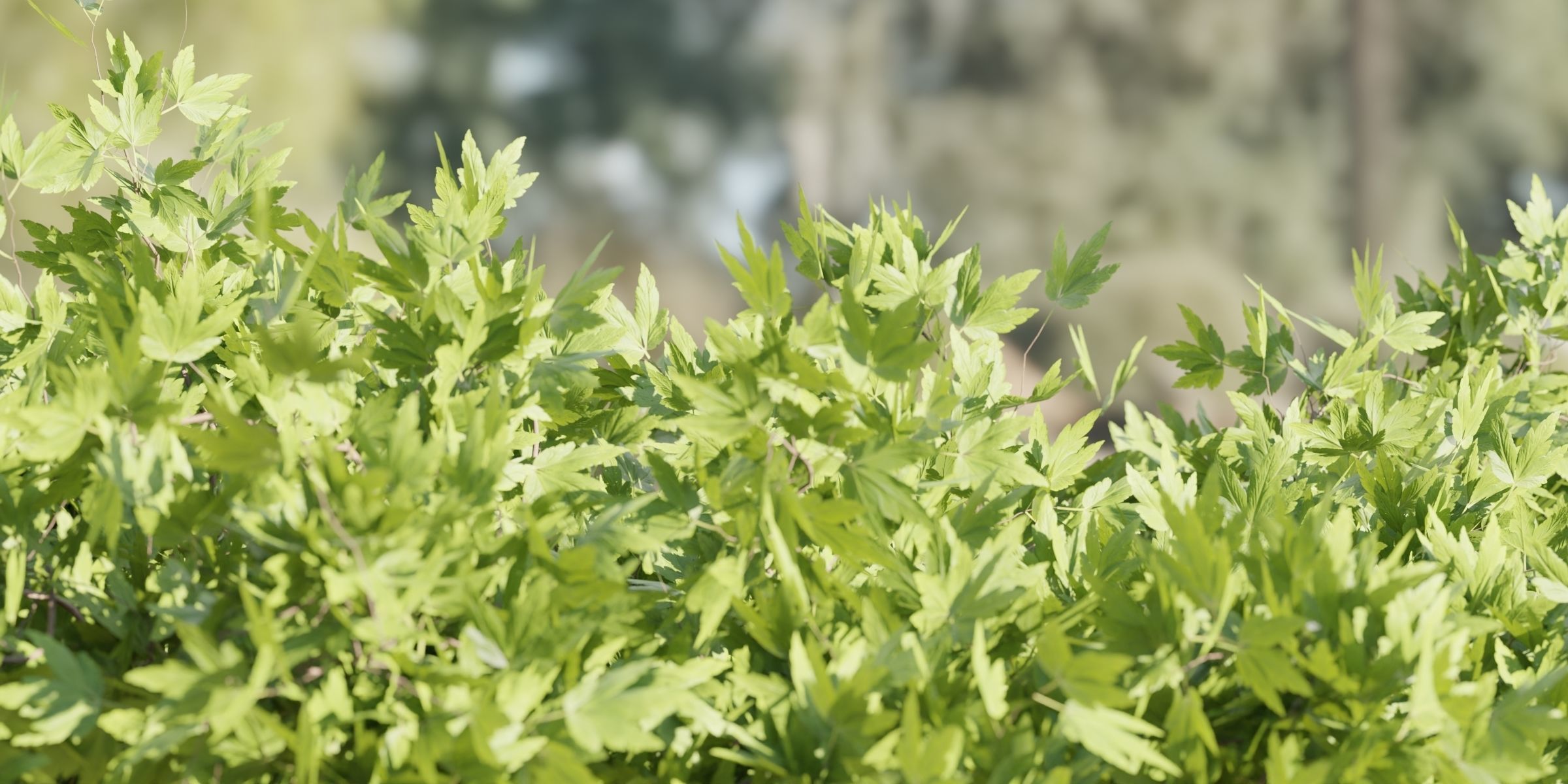 55 Bushes Collection-Blender-3DModel _73