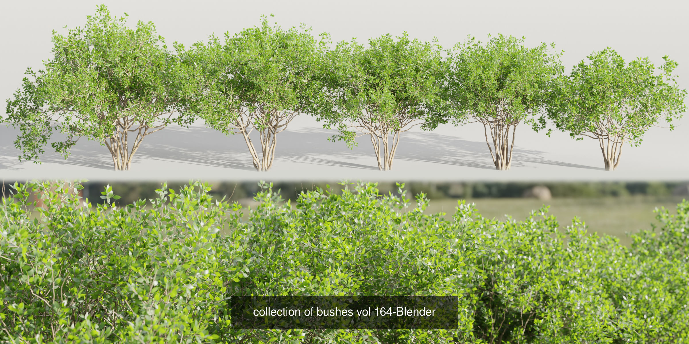 55 Bushes Collection-Blender-3DModel _44