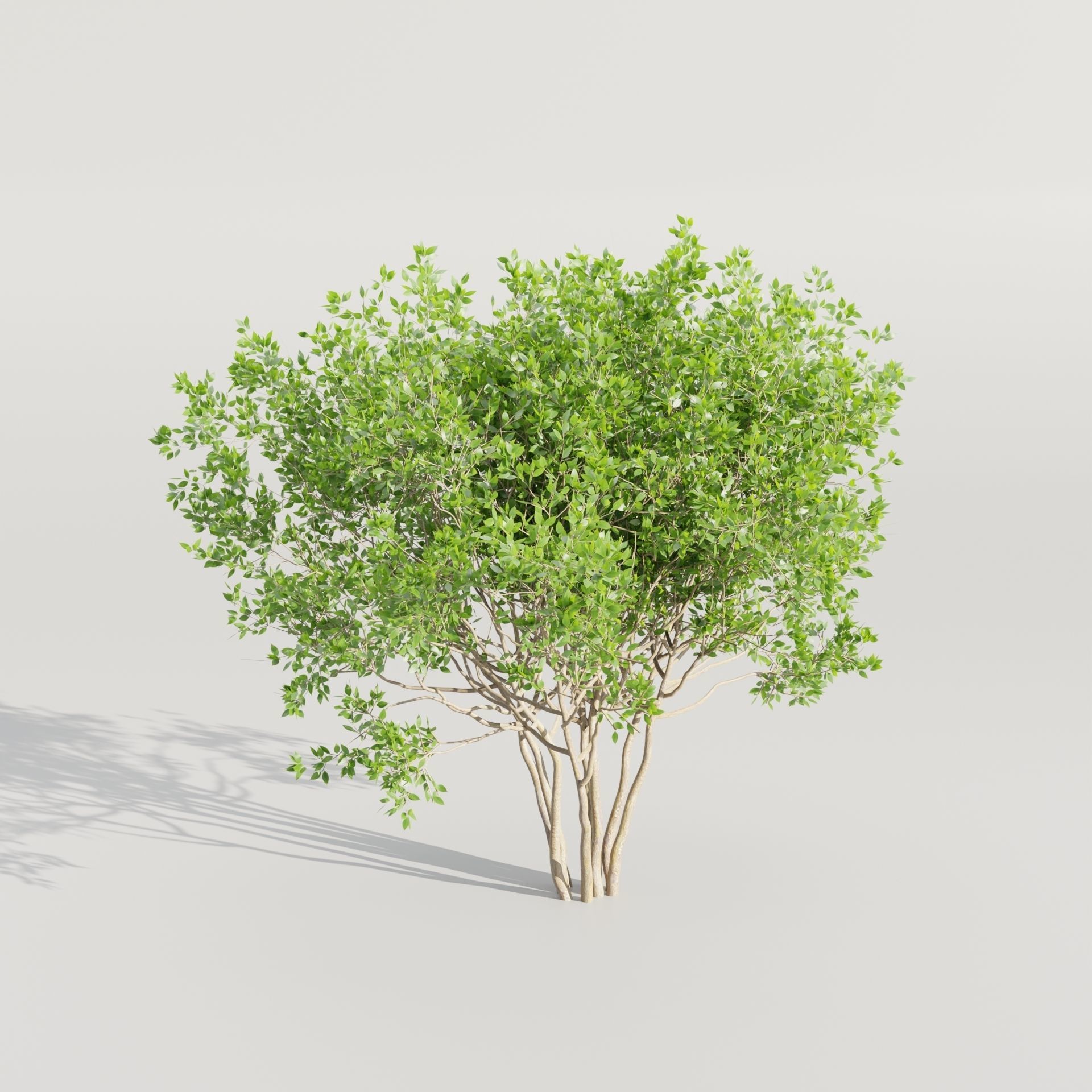 55 Bushes Collection-Blender-3DModel _48