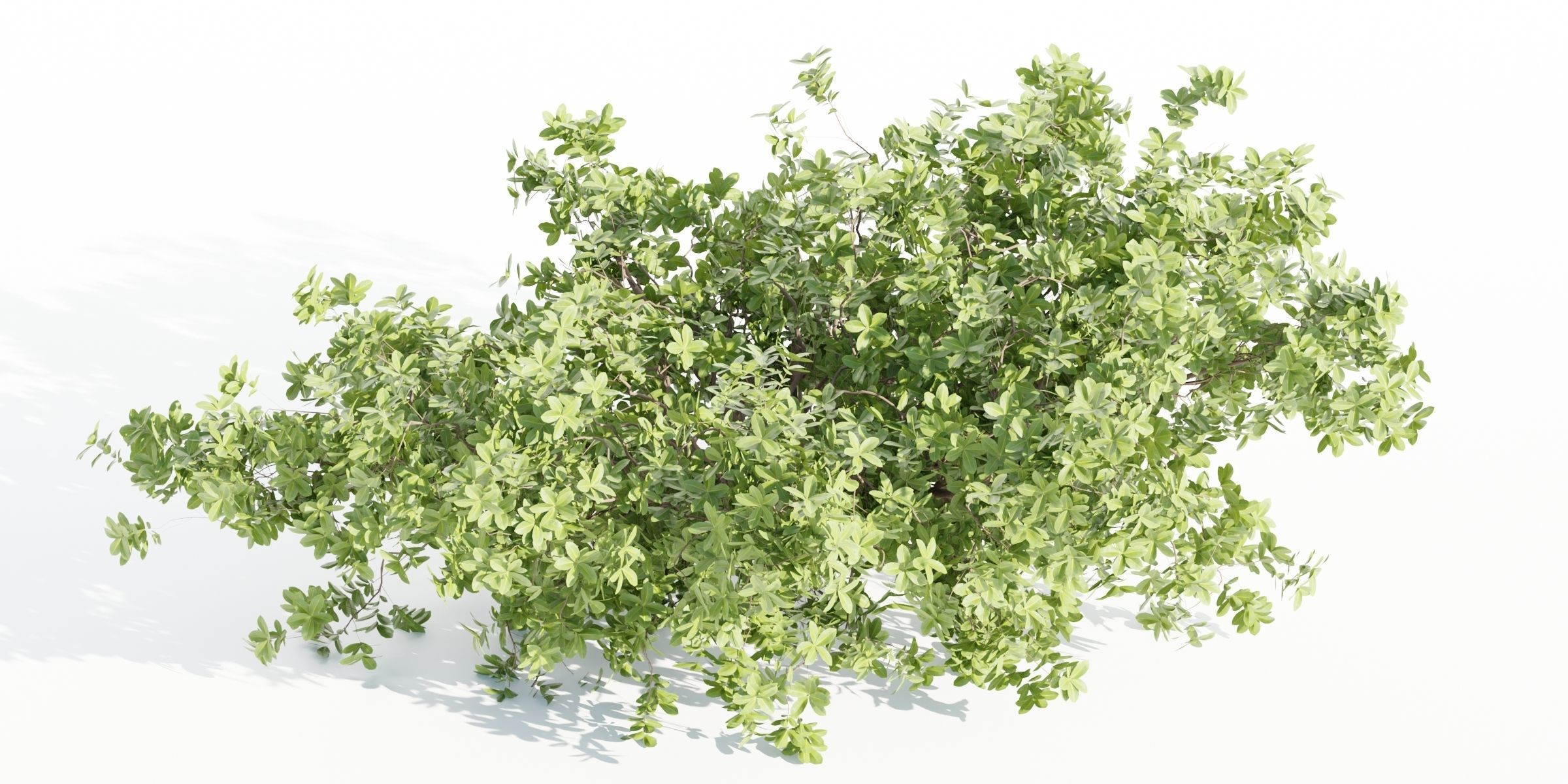 55 Bushes Collection-Blender-3DModel _76