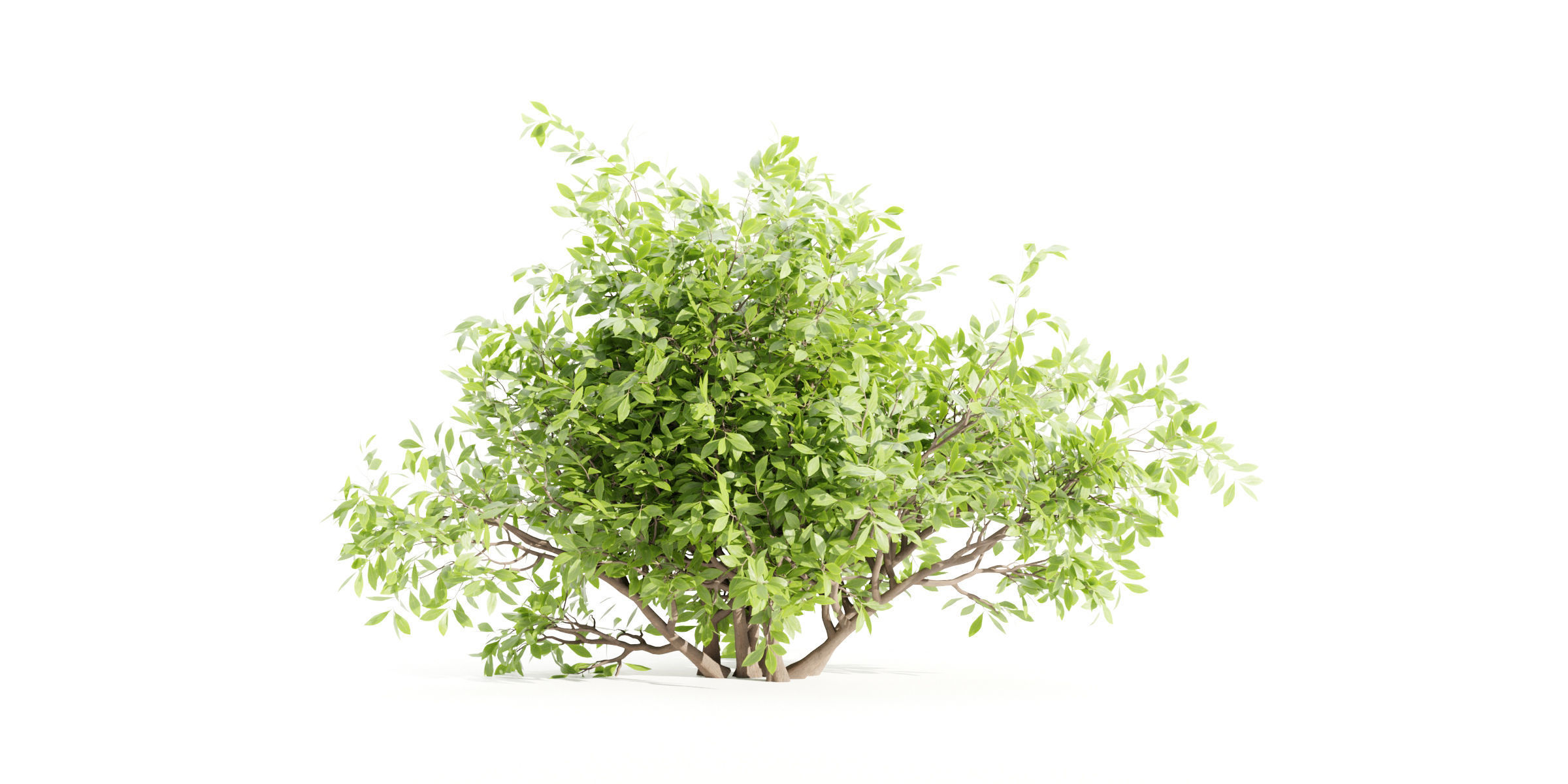 55 Bushes Collection-Blender-3DModel _34