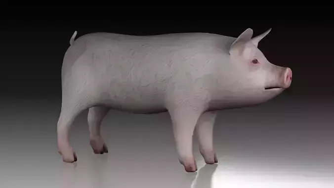 Pig wild Farm Teeth Eyes Trousers Dress Animals mammal animal