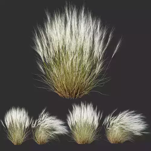 HQ Plants Stipa Tenuissima Ostnica Mocna Pony Tails 3D model