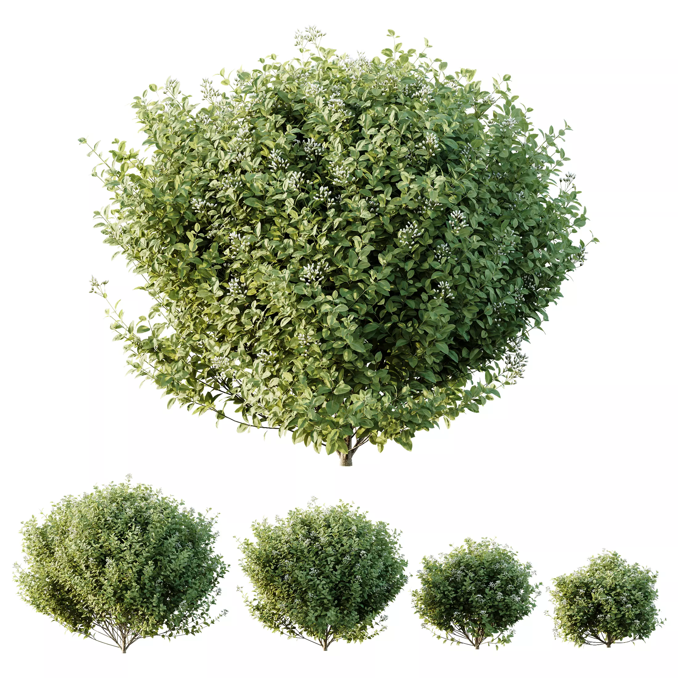 HQ Plants Ligustrum Ovalifolium Argenteum Aureum 3D model_0