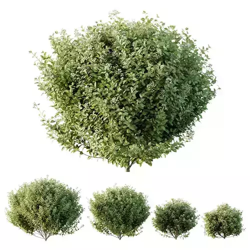 HQ Plants Ligustrum Ovalifolium Argenteum Aureum 3D model
